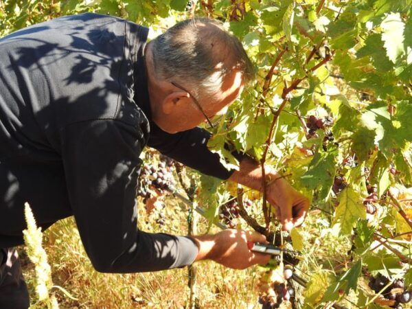 Great Winery Tour From Montenegro: 3 Countries in One Day - Taste Indigenous Wines and Local Cuisine