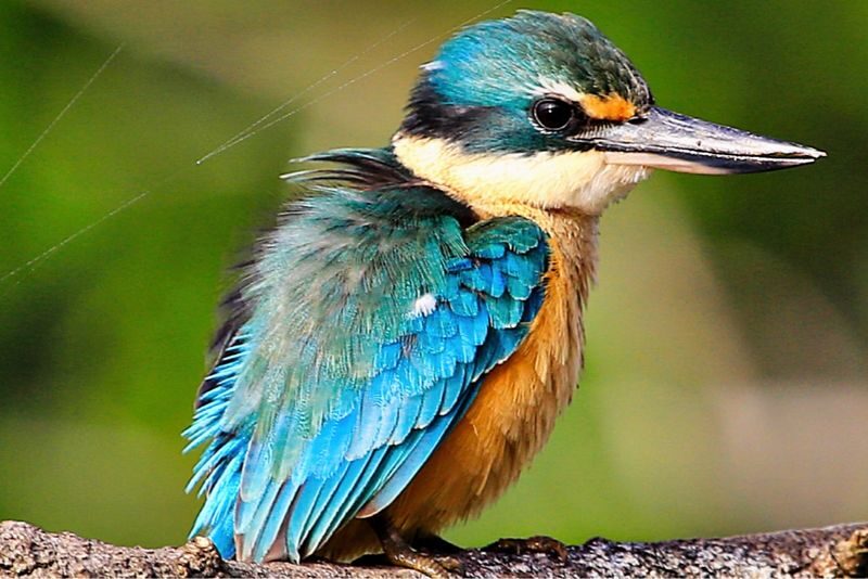 Greater Daintree Wildlife Cruise - Guides, wildlife and realistic expectations