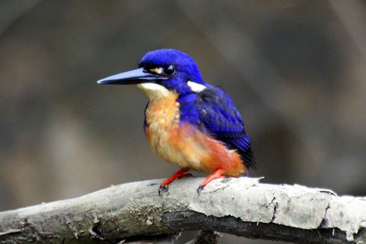 Greater Daintree Wildlife Cruise - Is the price good value?