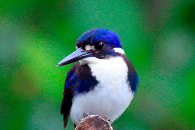 Greater Daintree Wildlife Cruise - Choosing a departure and getting there