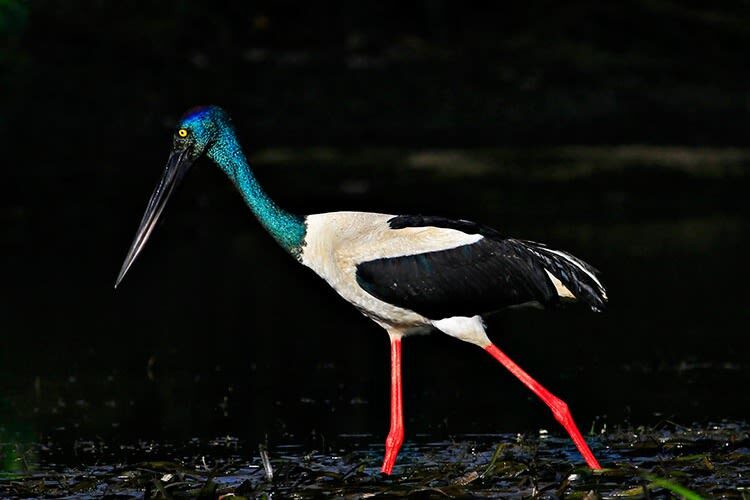 Greater Daintree Wildlife Cruise - Who will enjoy this cruise most?
