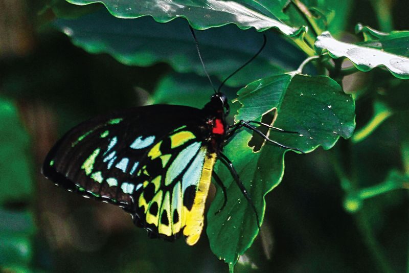 Greater Daintree Wildlife Cruise - Should you book the Daintree wildlife cruise?