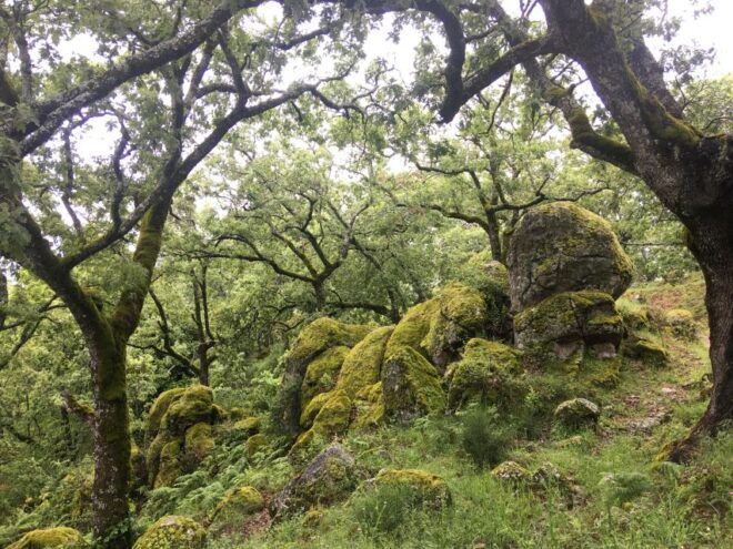 Gredos: Guided Hike in the Vettón Forest - Duration and Languages