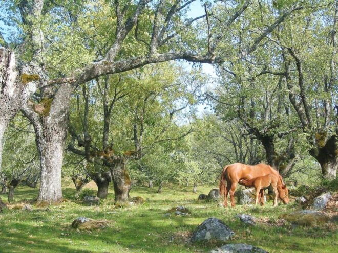 Gredos: Guided Hike in the Vettón Forest - Important Tips and Notes
