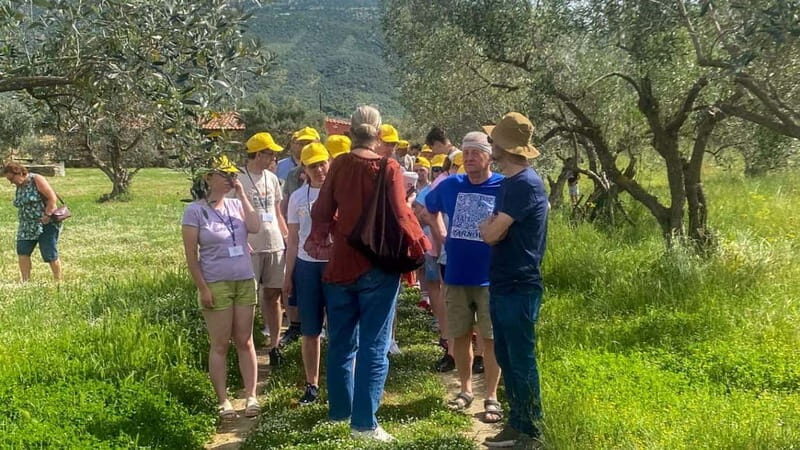 Greece in a Drop: Olive Grove Walk and Olive Oil Tasting - The Value of the Tour