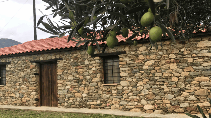 Greece in a Drop: Olive Grove Walk and Olive Oil Tasting - Good To Know
