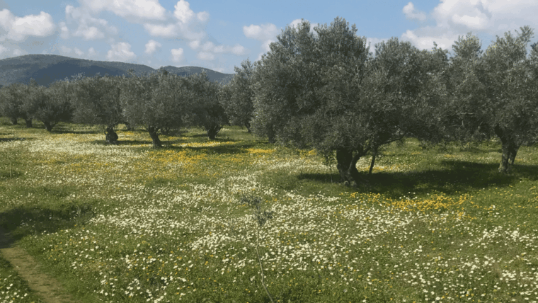 Greece in a Drop: Olive Grove Walk and Olive Oil Tasting - Authentic Insights from Reviews