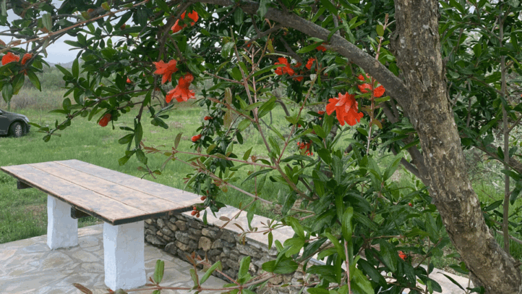 Greece in a Drop: Olive Grove Walk and Olive Oil Tasting - Who Is This Tour Best For?