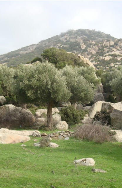 Greece: Private Olive Oil Tasting and Corinth Canal Tour - Greece: Private Olive Oil Tasting and Corinth Canal Tour — An Authentic Journey through the Peloponnese