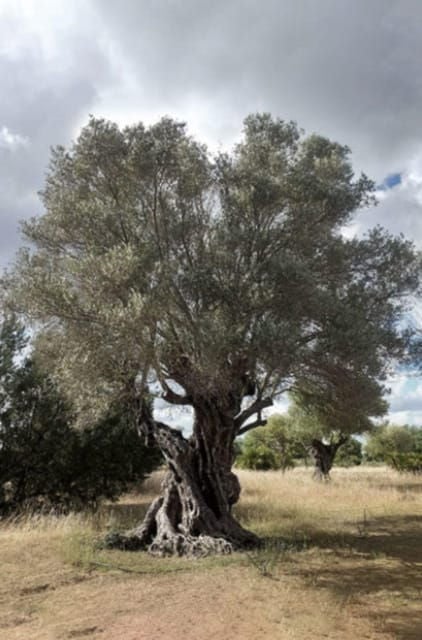 Greece: Private Olive Oil Tasting and Corinth Canal Tour - Who Will Appreciate This Tour?