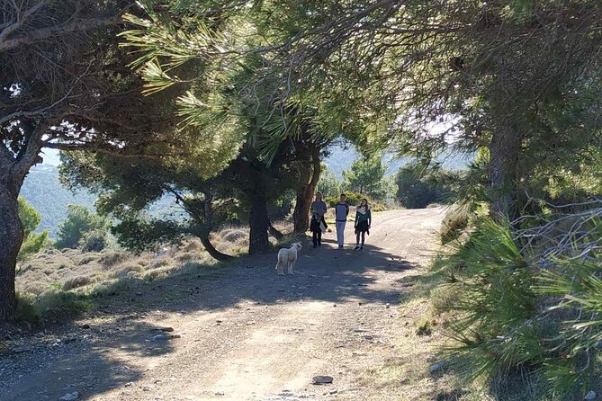 Greek Meze Tasting & Sunset at Temple of Poseidon - Exploring the Unique Flavors of Greek Olives