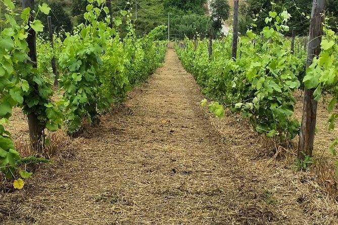 Greek Temples Of Paestum , Mozzarella Factory And Wineries - Good To Know