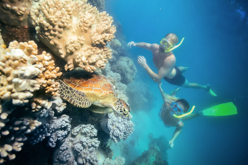 Green Island Snorkelling & Glass Bottom Boat Day Tour - Snorkeling or glass-bottom viewing?