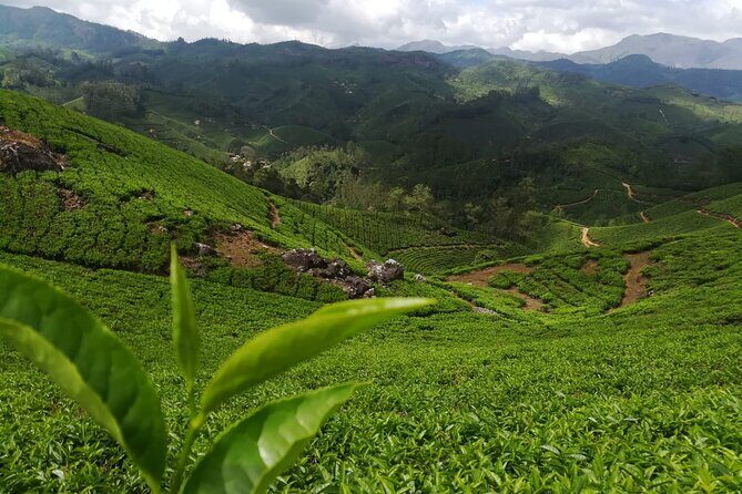 Green Magic One Night Two Days Trip to Munnar - Experience Overview: What’s on Offer?
