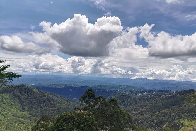 Green Magic One Night Two Days Trip to Munnar - The Accommodation and Transport
