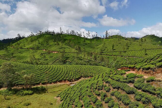 Green Magic One Night Two Days Trip to Munnar - Is This Tour Right for You?