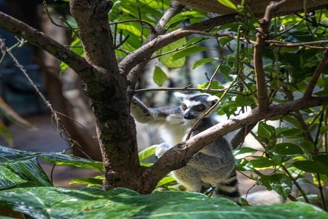 Green Planet in Dubai With Optional Transportation - Transportation Options