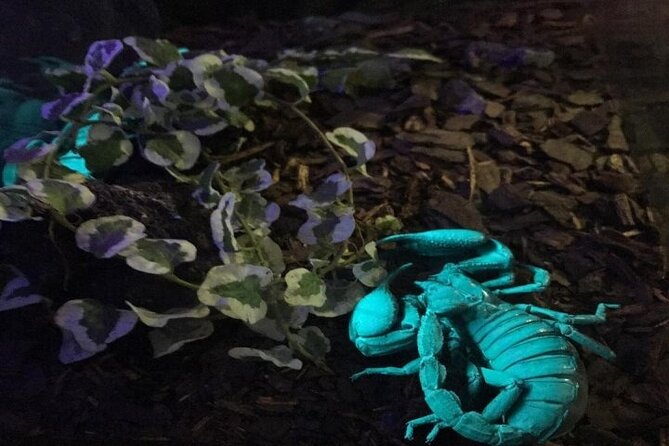 Green Planet in Dubai With Optional Transportation - The Sum Up