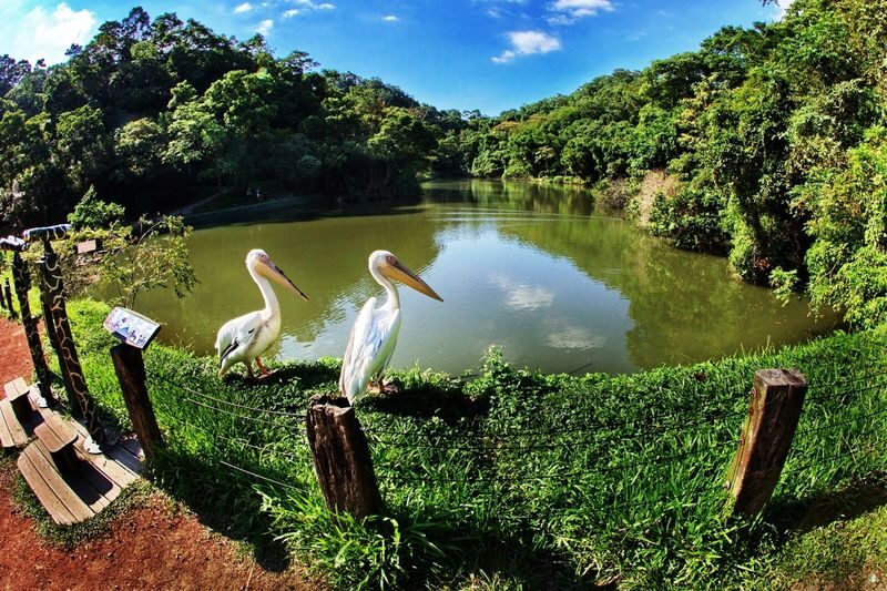 Green World Ecological Farm Ticket in Hsinchu - Birds in a natural-style aviary