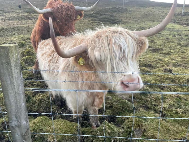 Greenock: Loch Lomond & The Trossachs National Park Tour - An In-Depth Look at the Greenock: Loch Lomond & The Trossachs Tour