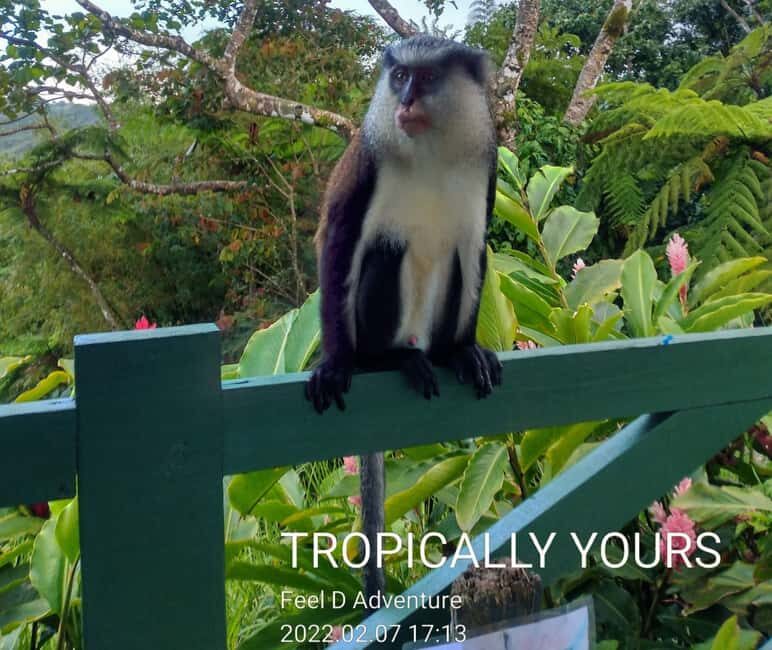 Grenada: Culture and Nature Island Tour with Chocolate & Rum - Good To Know