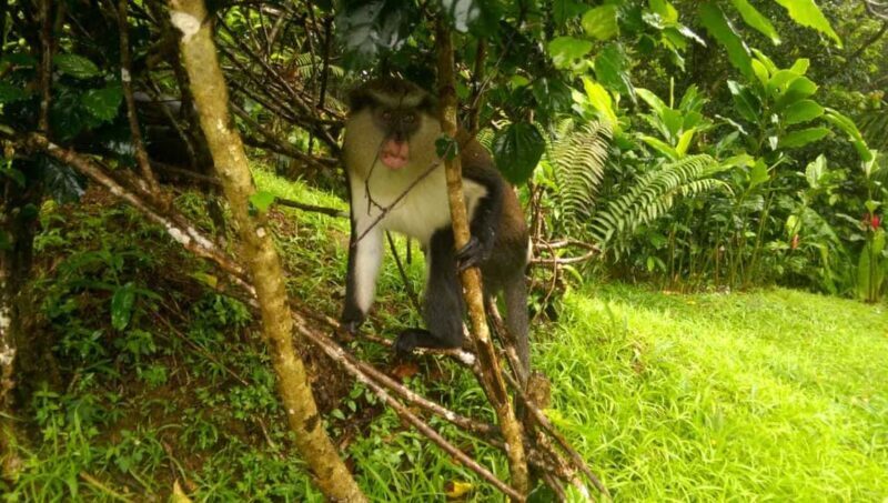 Grenada: Half-Day Island Tour with Waterfall Swim Stop - An In-Depth Look at the Tour Itinerary