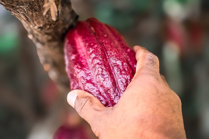 Grenada Half Day Tour: Fort, Spice, Falls, Chocolate & Lunch Stop - FAQs