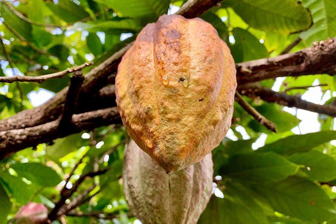 Grenada Herb & Spice Tour -Fort Frederick, Chocolate & Waterfalls - Good To Know