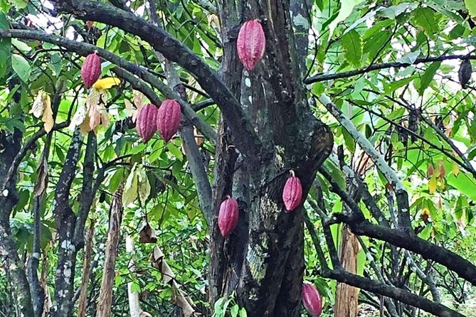 Grenada Island Food & Sightseeing Tour (Full/Half Day) - Additional Costs and Fees