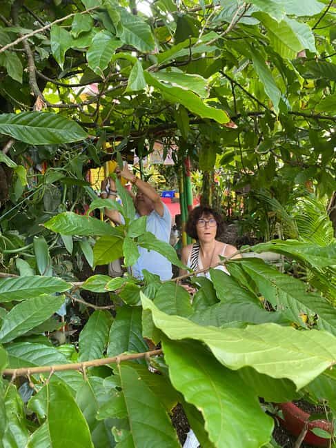 Grenada: Spice and Herb Garden Tour with Beach Visit - Tour Breakdown: A Closer Look at What You Can Expect