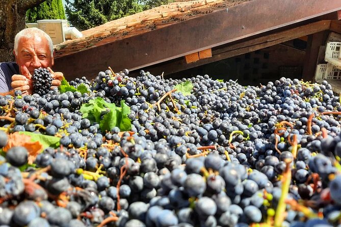 Greve in Chianti Wine Tasting and Winery Tour - Additional Information