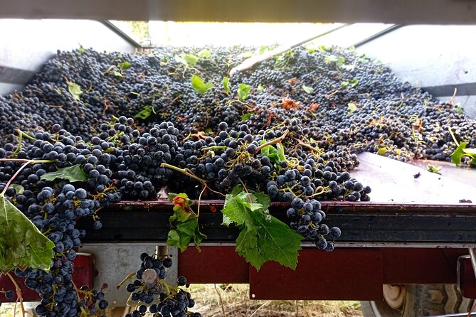 Greve in Chianti Wine Tasting and Winery Tour - Additional Inclusions