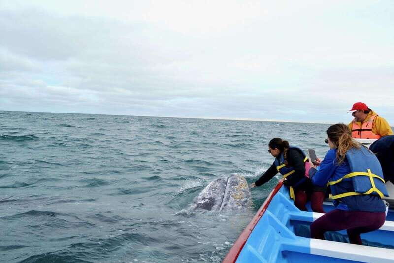 Grey Whale Watching at Mag Bay From Loreto - What to Expect: The Experience in Detail