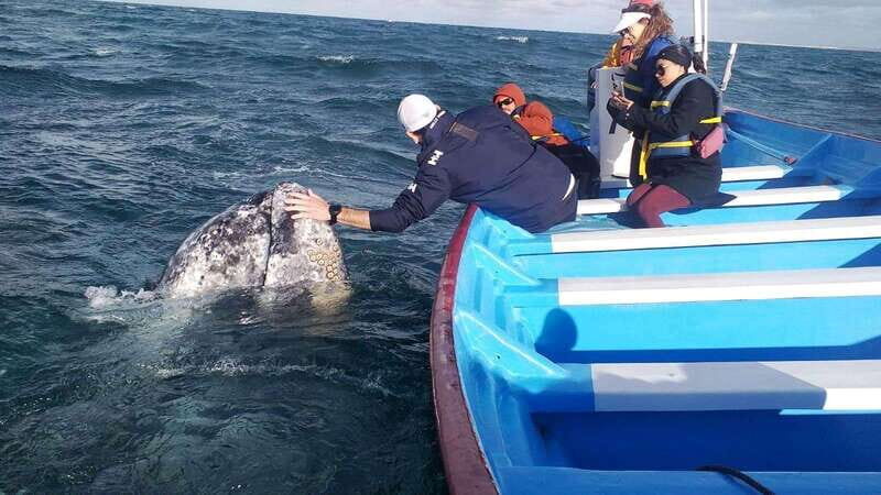 Grey Whale Watching at Mag Bay From Loreto - FAQ