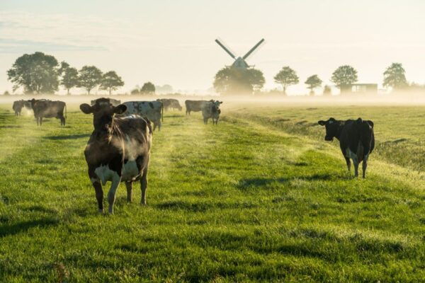 Groningen: Self-Guided City Walking Tour With Audio Guide - Common Questions