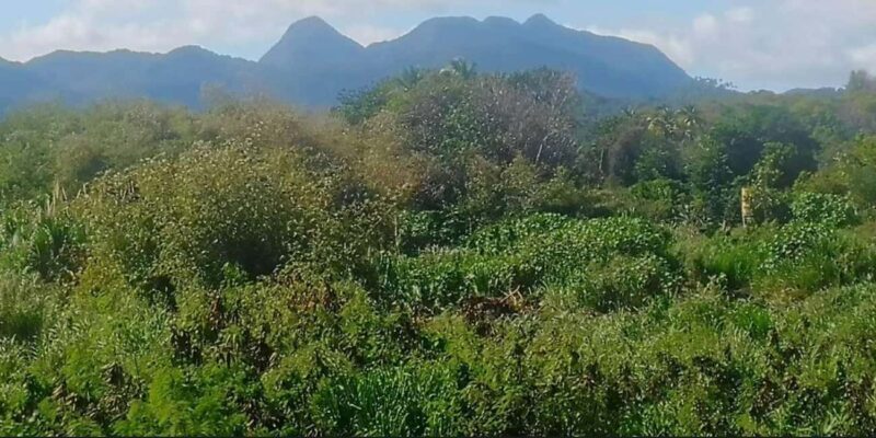 Gros Piton Adventure with Tour For The Day - FAQ