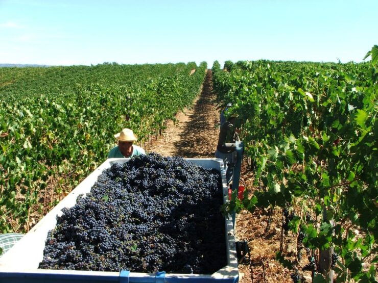 Grosseto: Cellar Tour and Maremma Dinner With Wine Tasting - Good To Know