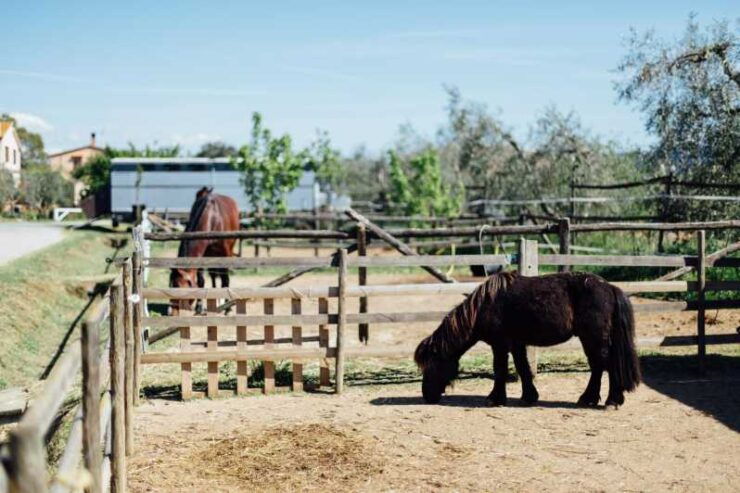 Grosseto: Visit the Family Farm With Tasting of Local Food - Activities and Highlights