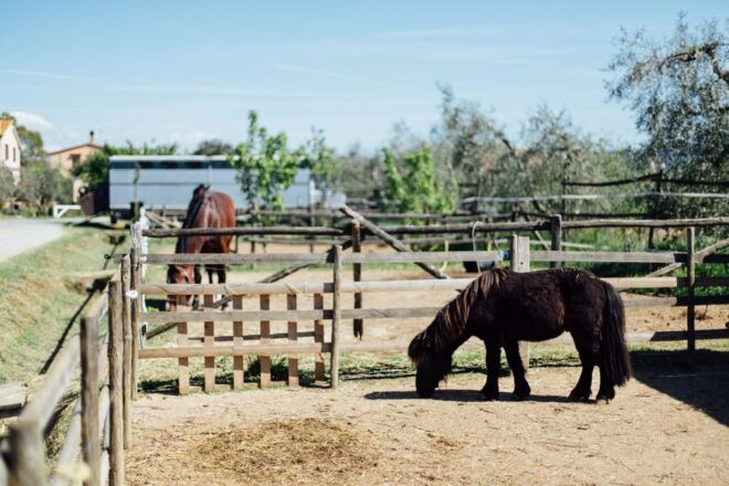 Grosseto: Visit the Family Farm With Tasting of Local Food - Pricing and Booking