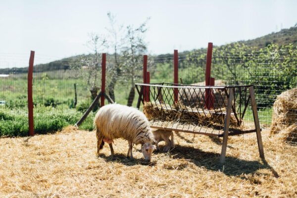 Grosseto: Visit the Family Farm With Tasting of Local Food - Interaction With Animals