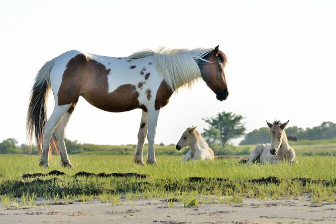 Group Boat Tours of Chincoteague & Assateague - Wild Ponies - Good To Know