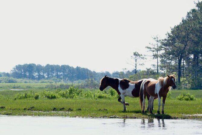Group Boat Tours of Chincoteague & Assateague - Wild Ponies - The Sum Up