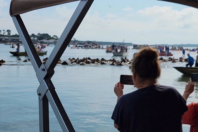 Group Boat Tours of Chincoteague & Assateague - Wild Ponies - FAQ