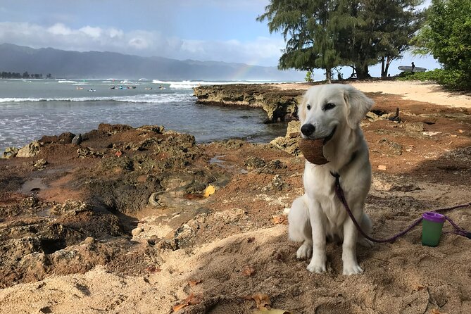 Group Surf Lessons for Beginners on the North Shore of Oahu - What to Expect