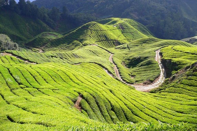 Group Tour Cameron Highland Day From Kuala Lumpur - Transportation and Logistics