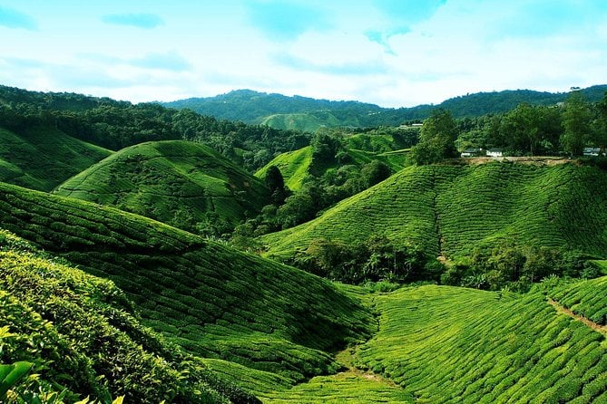 Group Tour Cameron Highland Day From Kuala Lumpur - Frequently Asked Questions