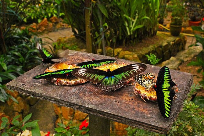 Group Tour Cameron Highland Day From Kuala Lumpur - The Sum Up