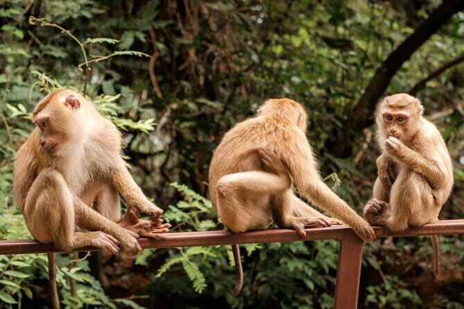 Group Tour: Kuala Selangor Firefly Blinking's including Dinner - The Itinerary Breakdown: What to Expect on This Kuala Selangor Adventure