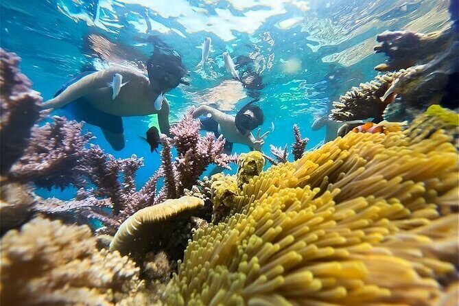 Group tour - Snorkeling by speeboat in Phu Quoc island - Good To Know