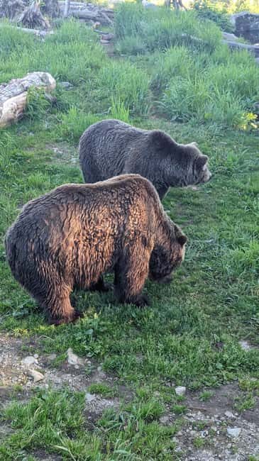 Grouse Mnt+StanleyPark+Hatchery+Cleveland Dam+LynnCanyonTOUR - An In-Depth Look at the Tour Experience